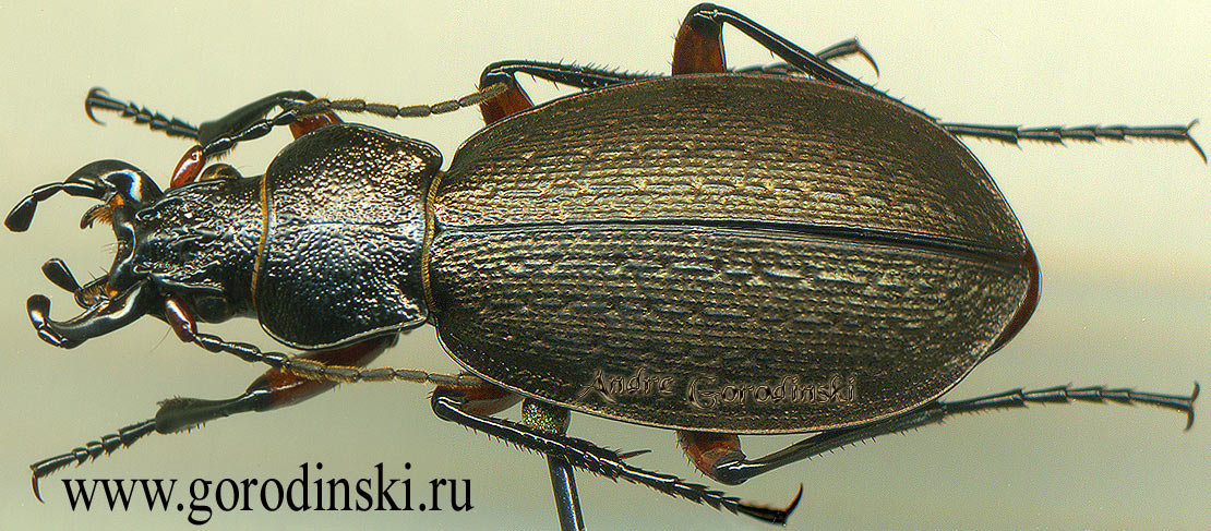 http://www.gorodinski.ru/carabus/Neoplesius nanschanicus piceophilus.jpg